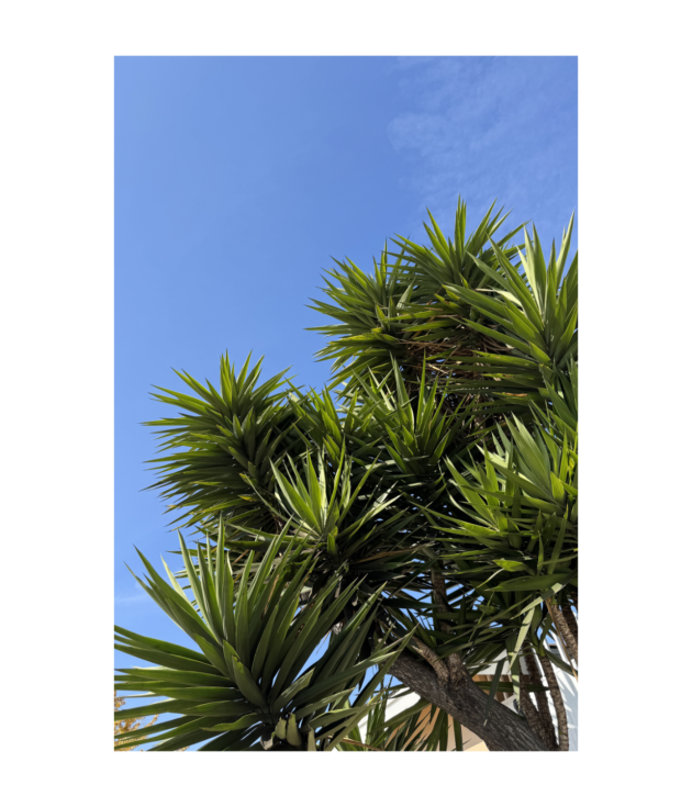 Blue Sky Yucca