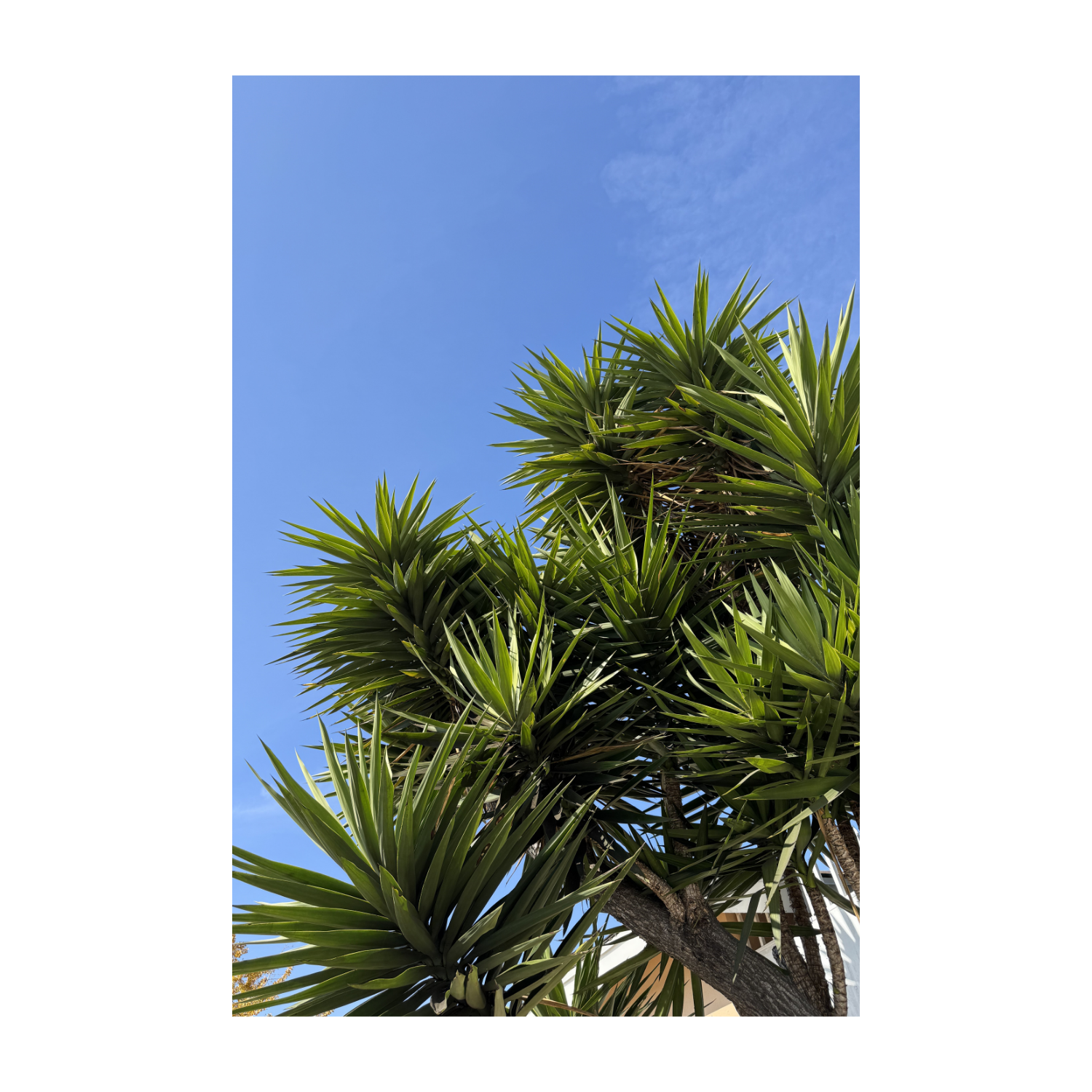 Blue Sky Yucca