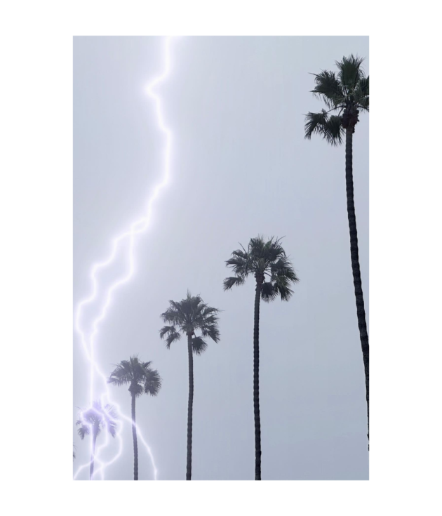 Palm Storm (Vertical)