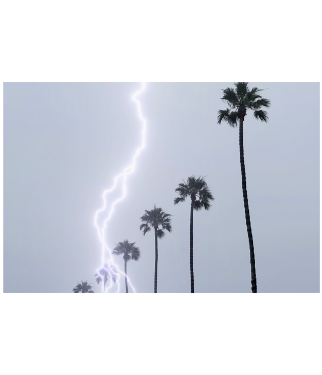 Palm Storm (Horizontal)