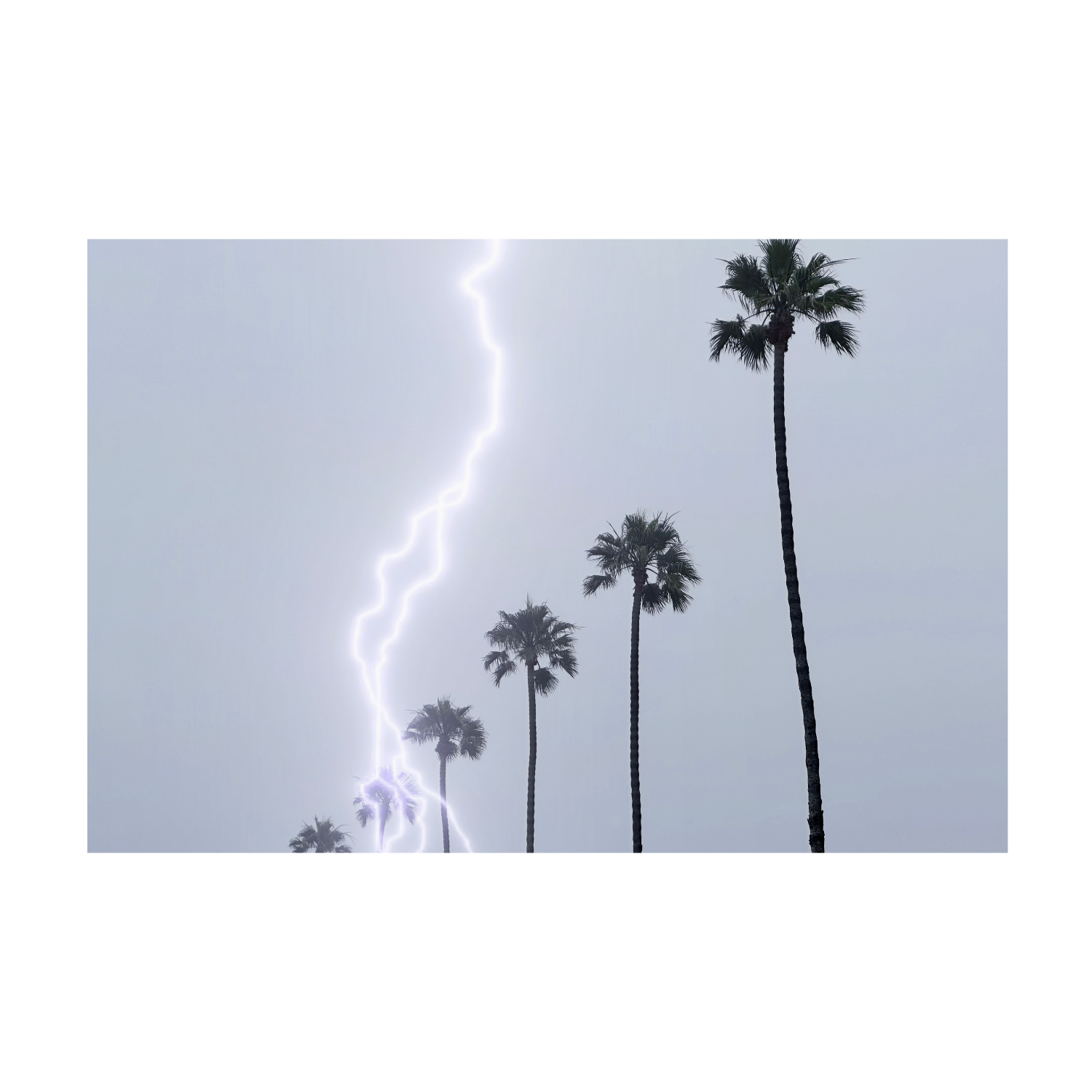 Palm Storm (Horizontal)