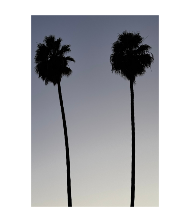 Palm Minimal II
