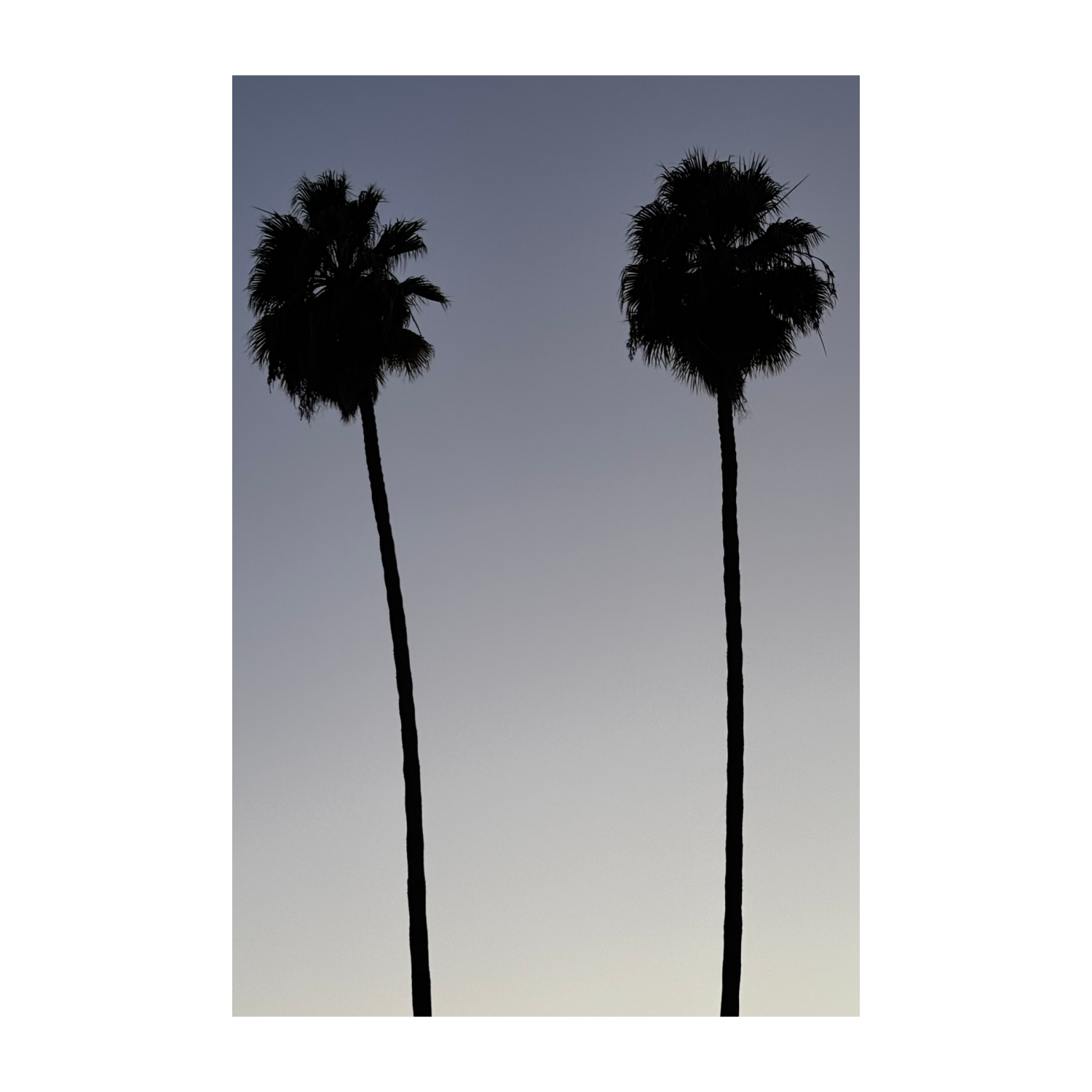 Palm Minimal II