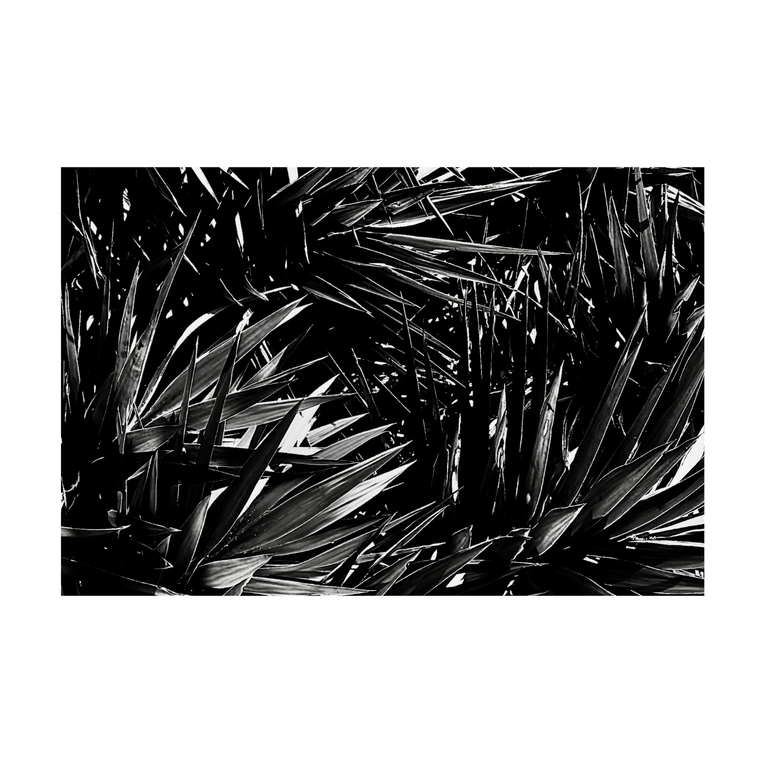 BLADE GARDEN