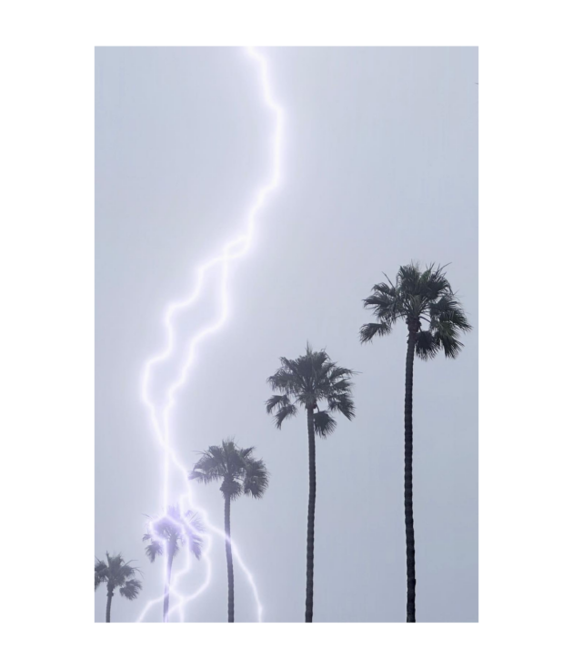 Palm Storm (Vertical)
