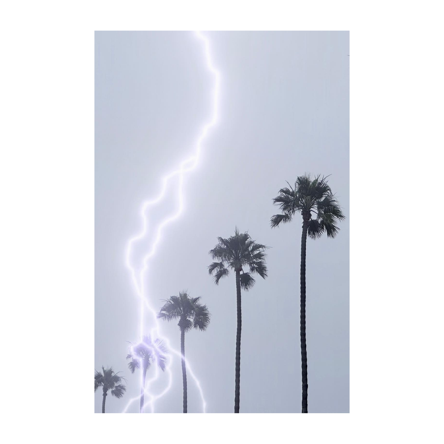 Palm Storm (Vertical)