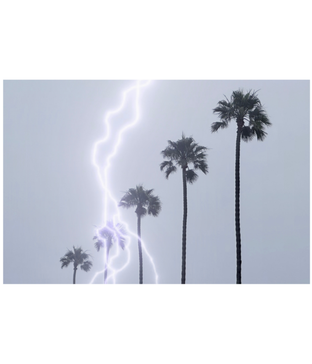 Palm Storm (Horizontal)