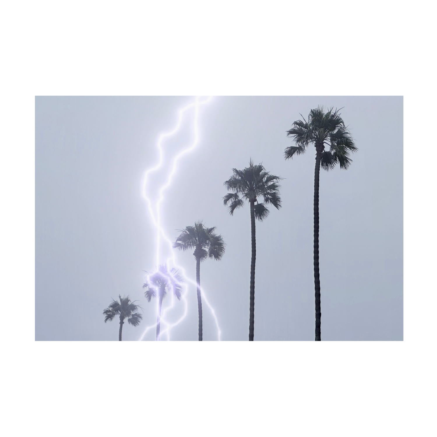 Palm Storm (Horizontal)