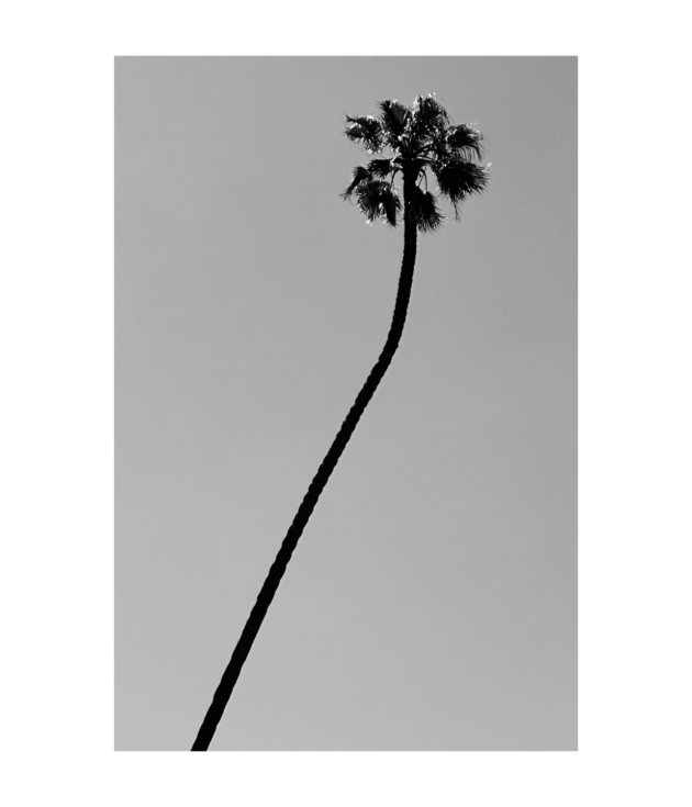 Zuma Palm