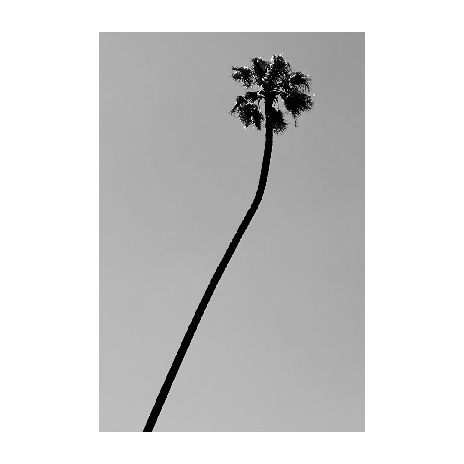 Zuma Palm
